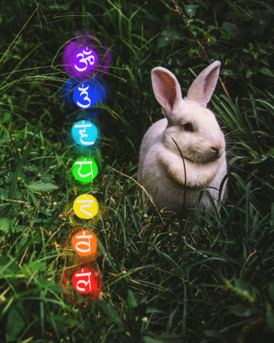 CHakras Bunny